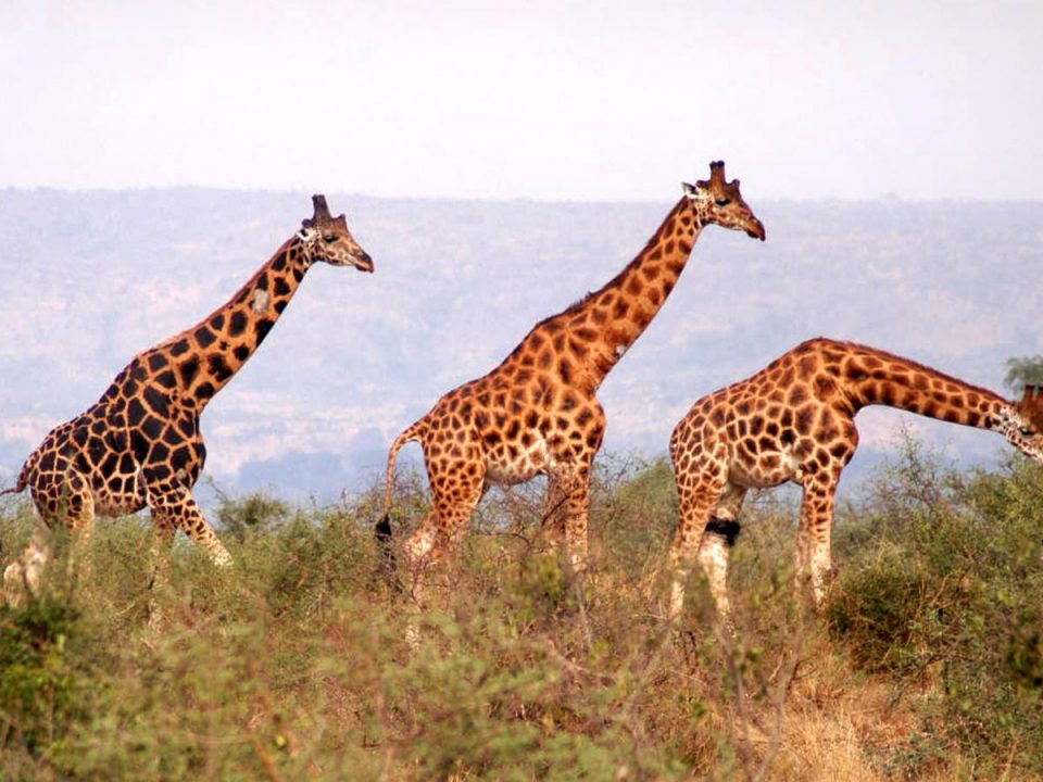 Flora and Fauna of Pian Upe