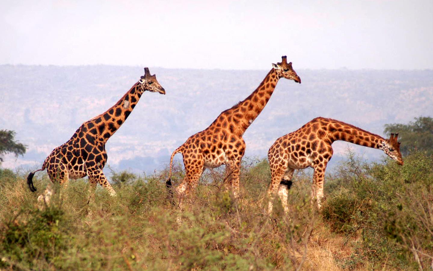 Flora and Fauna of Pian Upe