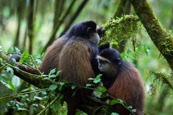 Rwanda Golden Monkey Tracking 10 Day Best of Rwanda Holiday Adventure