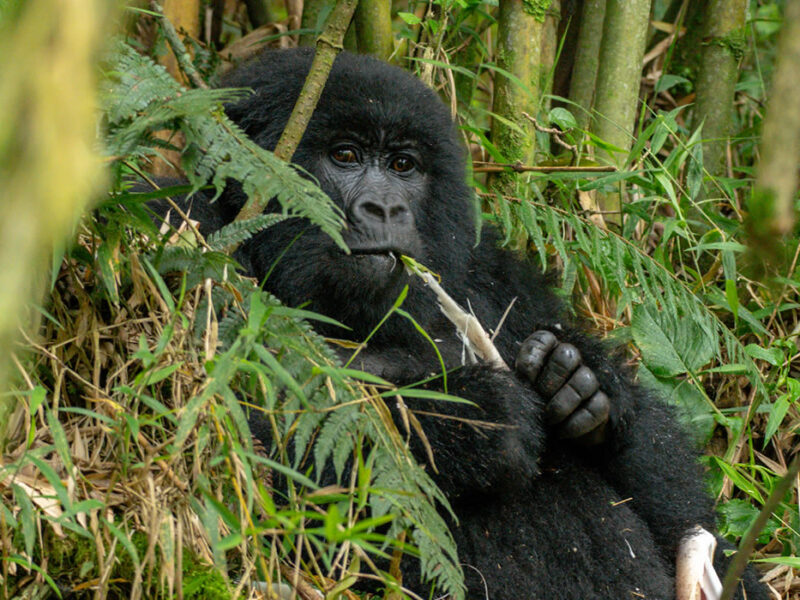Uganda Gorilla Trekking Safari Africa Gorilla Holidays
