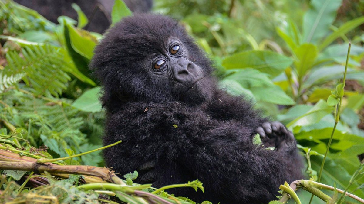 Gorilla Trekking Rwanda