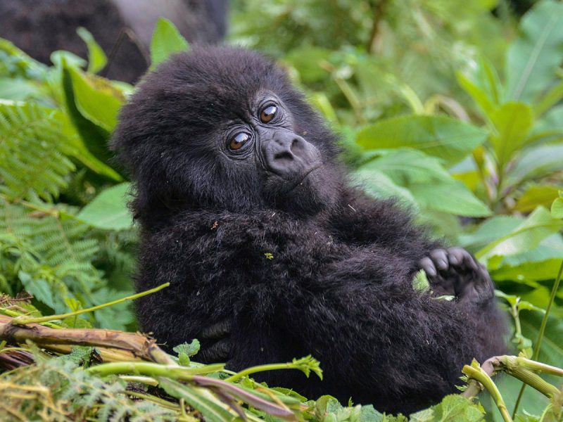 gorilla-trek Gorilla Trekking Rwanda