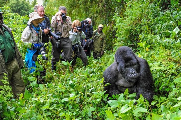 gorilla-trekking Two Icons, One Journey