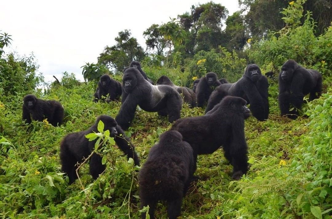 gorillas in volcanoes