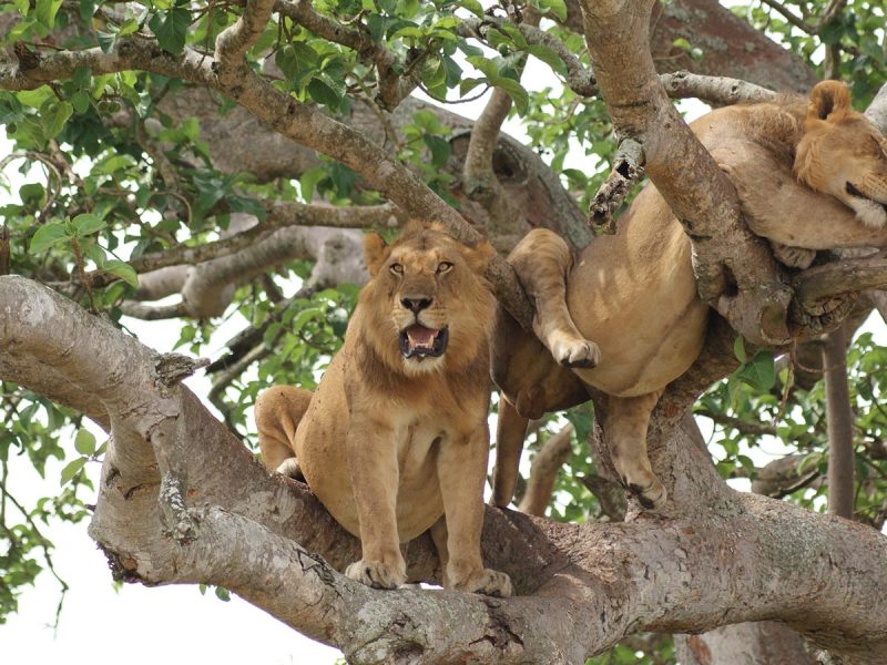 Tanzania Wildlife Safaris Tanzania Wildlife Safaris