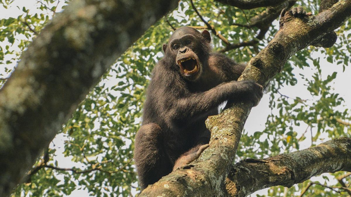 champanzees-gorilla-trekking