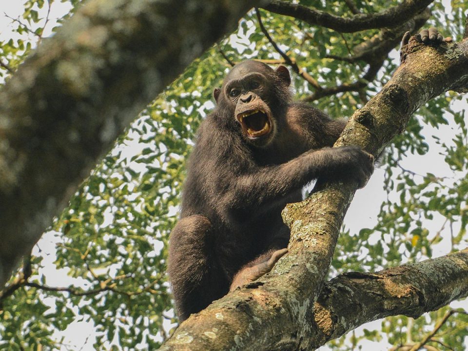 champanzees-gorilla-trekking