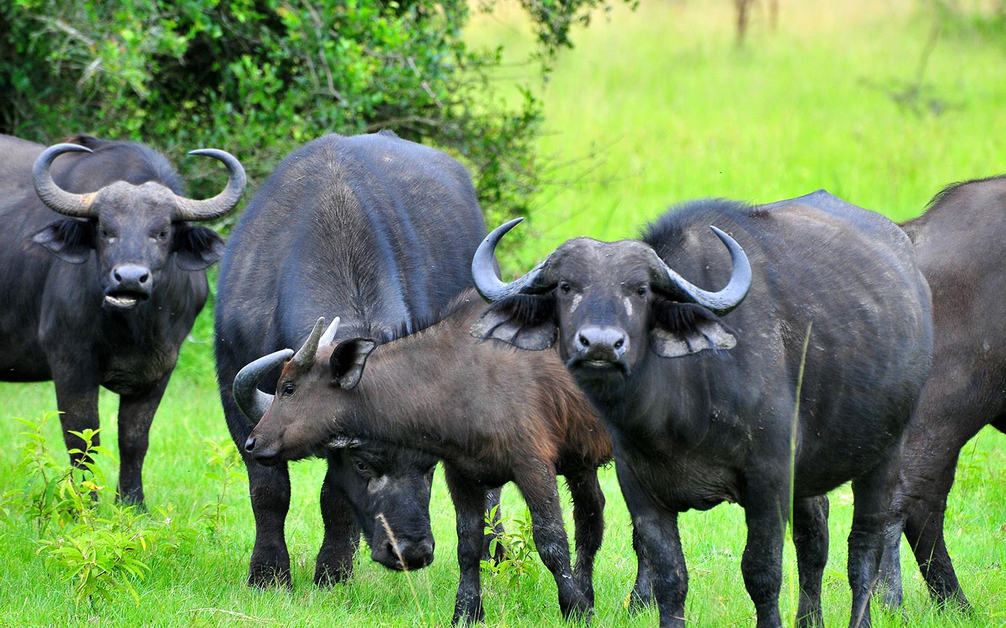 Lake Mburo National Park