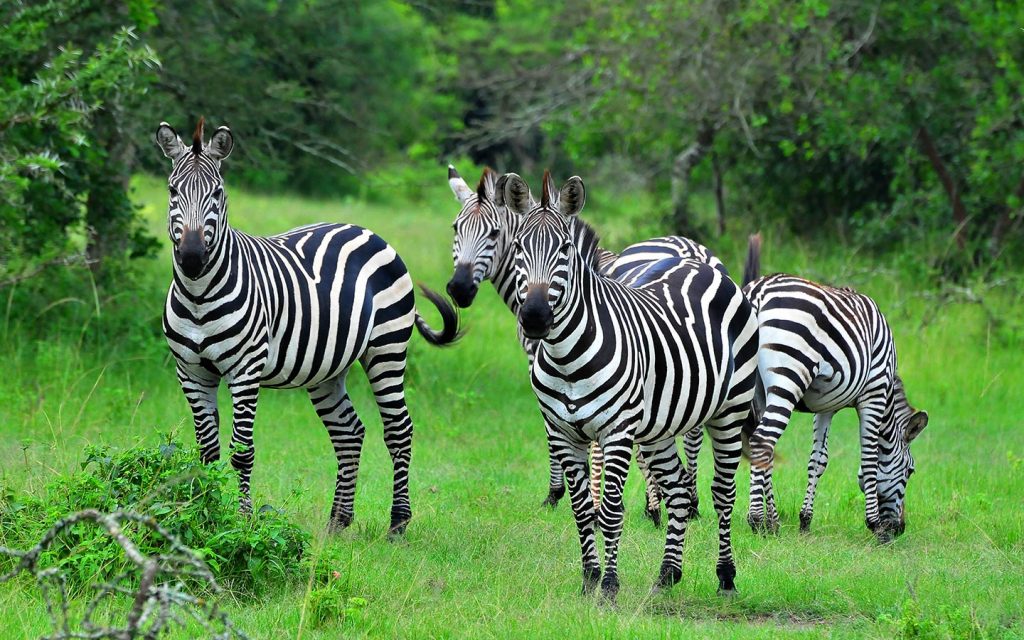 Lake Mburo National Park