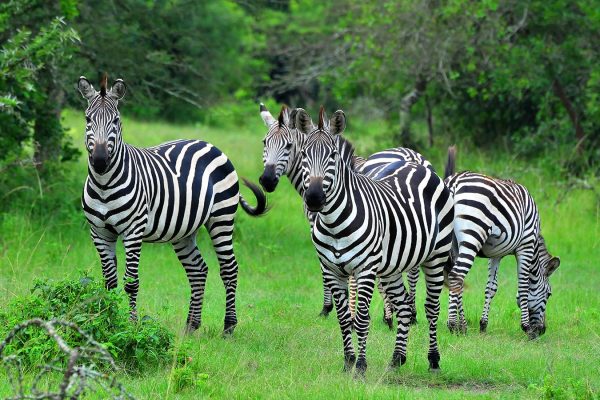 lake-mburo-zebras Lake Mburo National Park
