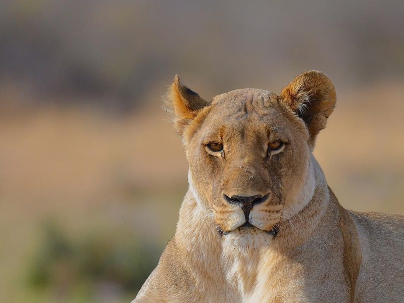 Rwanda Wildlife Safaris African Holidays