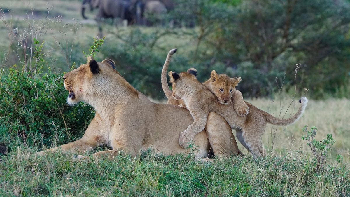 Lions in Serengeti National Park