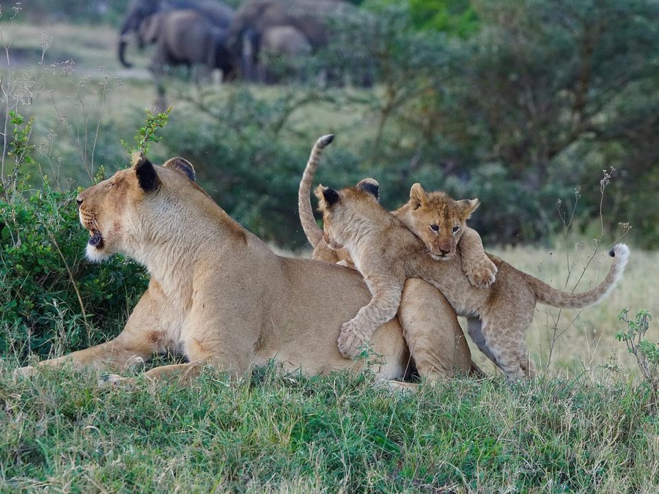 Lions in Serengeti National Park