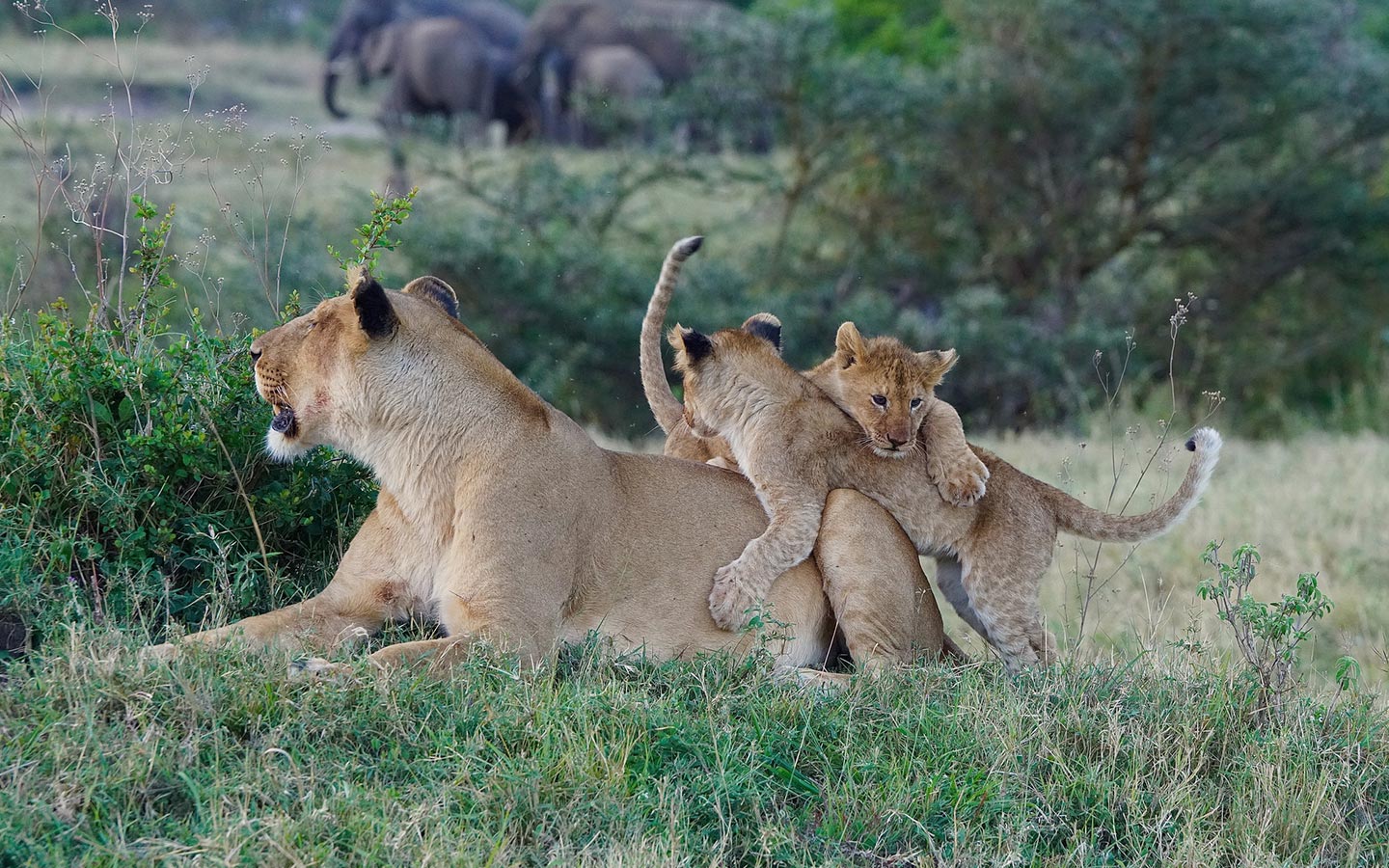 Flora and Fauna of Pian Upe Game Reserve