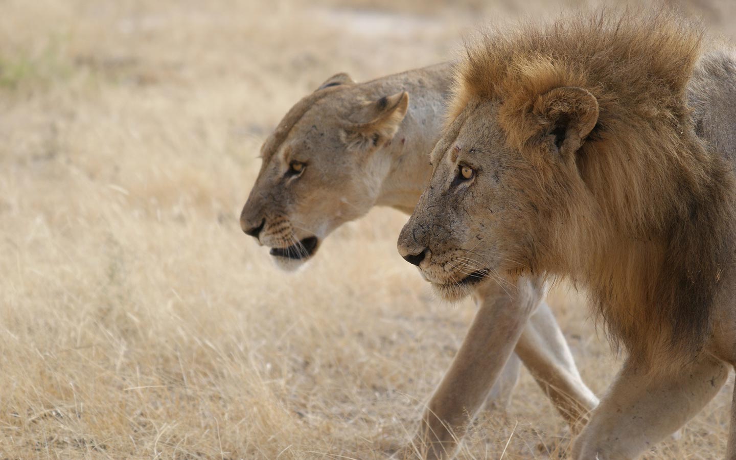 8 Days Tanzania Highlights Safari