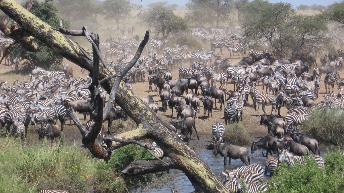African Wildlife Holidays