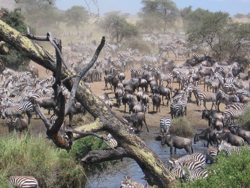 Masai Mara National Reserve African Wildlife Holidays