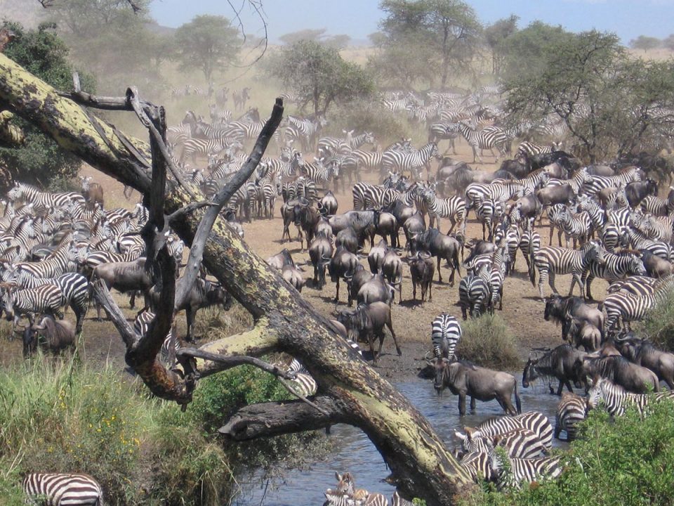 African Wildlife Holidays