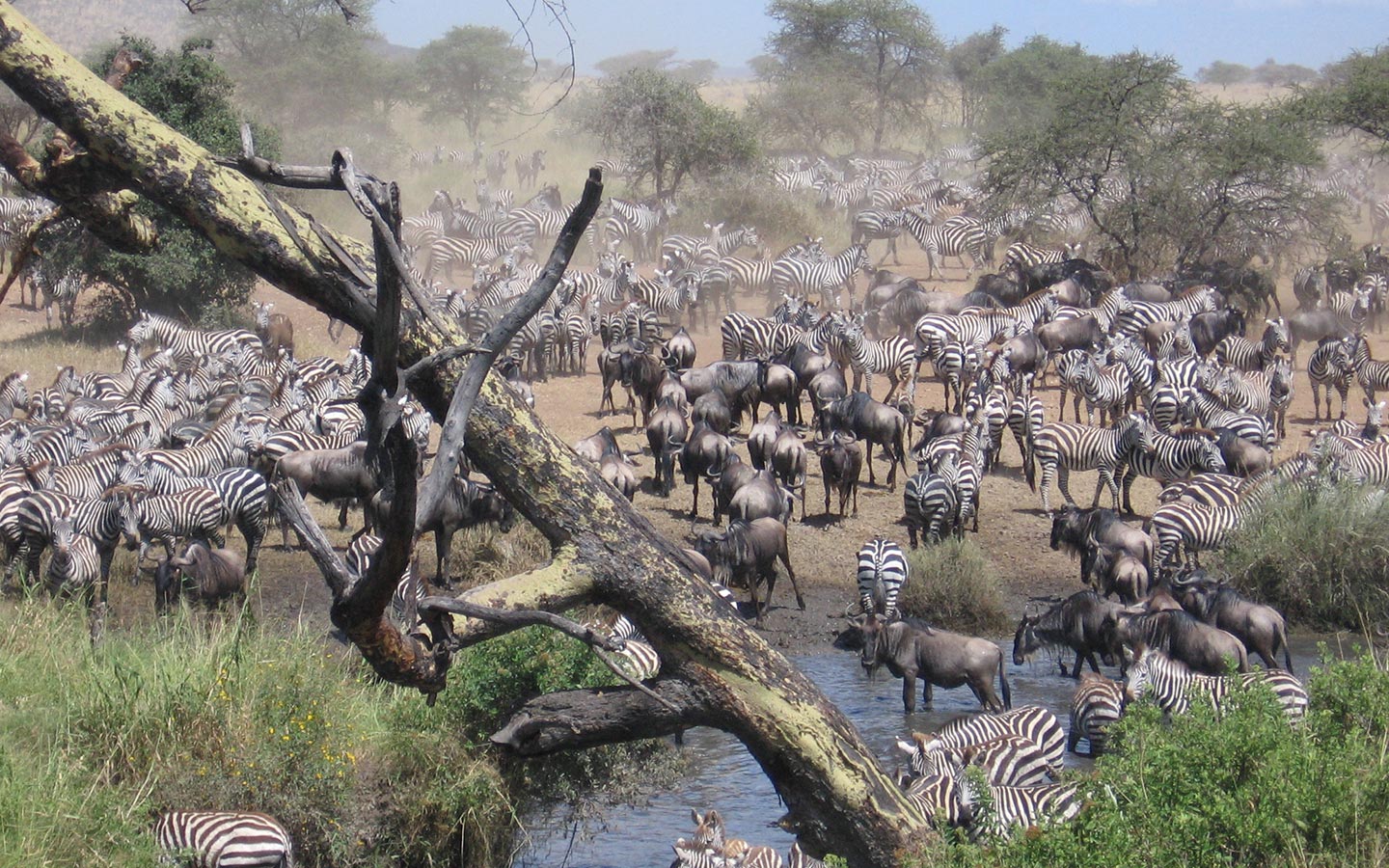 African Wildlife Holidays