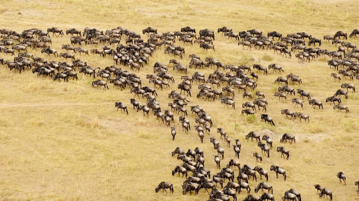 Gorillas & Migration Safari of Rwanda & Tanzania for 8 Days