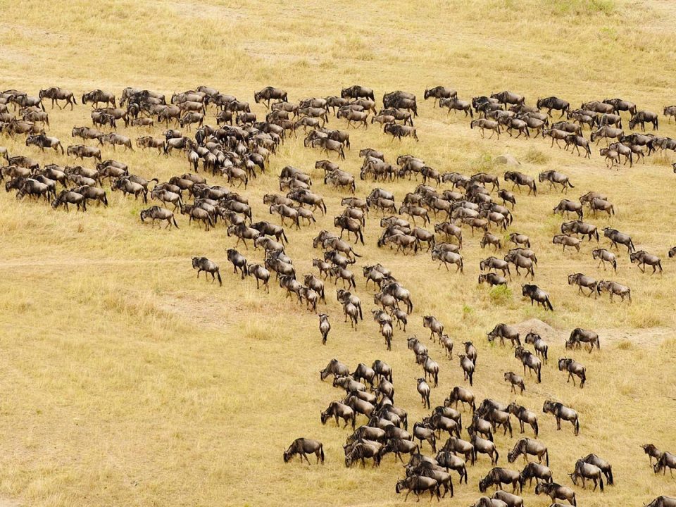 Gorillas & Migration Safari of Rwanda & Tanzania for 8 Days