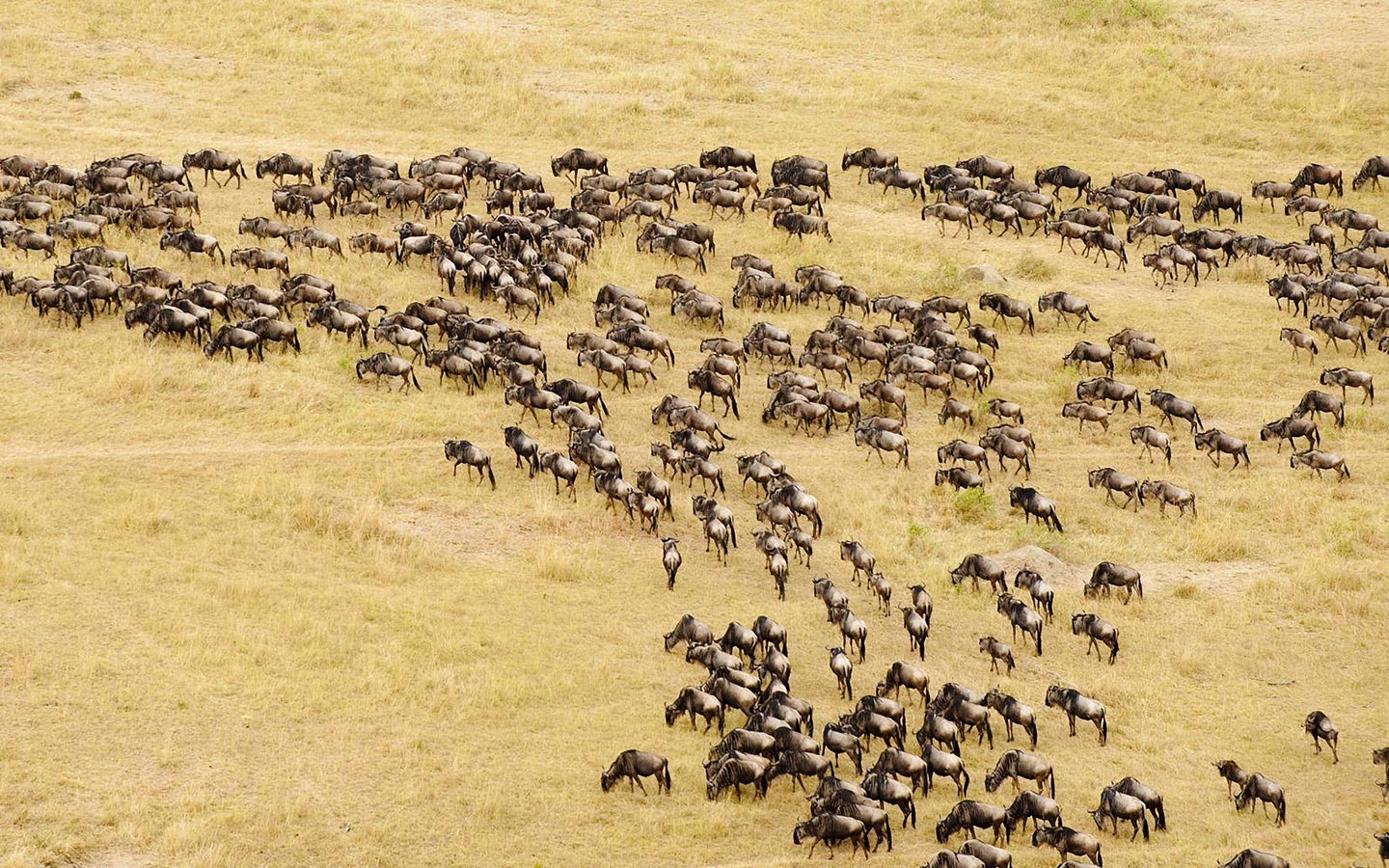 Gorillas & Migration Safari of Rwanda & Tanzania for 8 Days