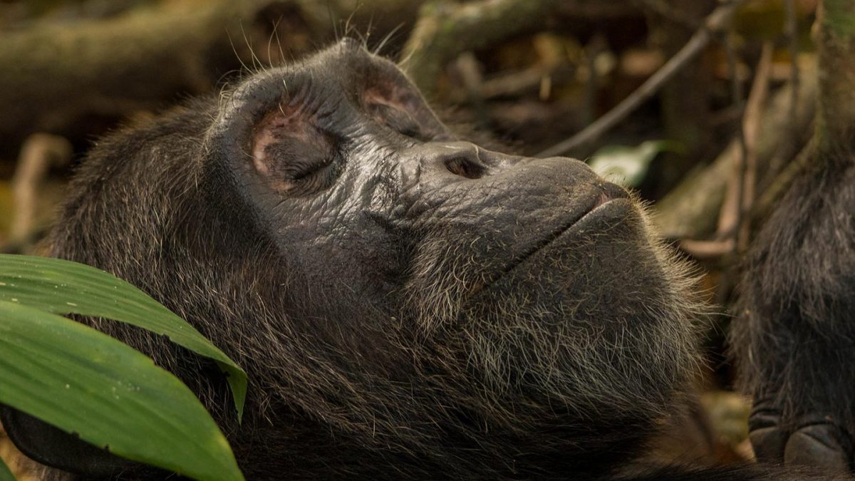 6 Days Gorillas & Chimpanzees Safari