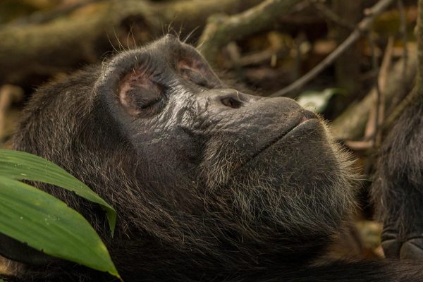 6 Days Gorillas & Chimpanzees Safari 6 Days Gorillas & Chimpanzees Safari
