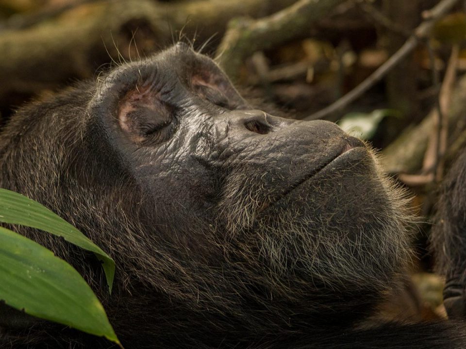 6 Days Gorillas & Chimpanzees Safari