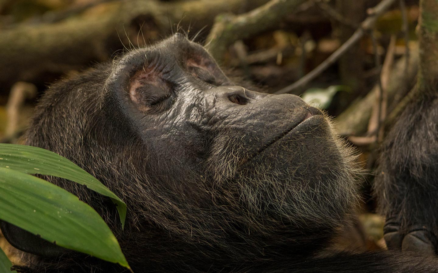 6 Days Gorillas & Chimpanzees Safari