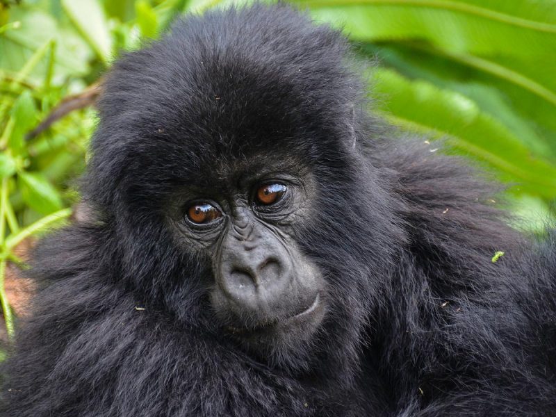 mountain-gorilla-baby 7 Day Gorilla Safari & Mount Sabinyo Climb