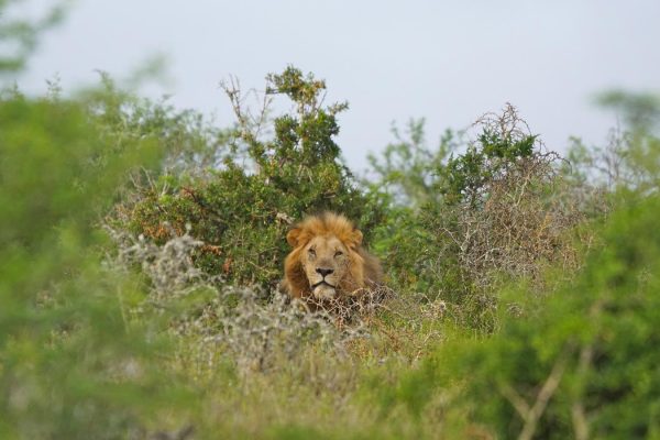 tracking-lions-in-queen 7 Days Uganda Gorillas and Wildlife Safari