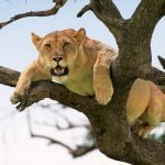 Ishasha Sector Safari Guide